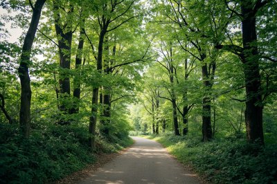 AI-generated travel thumbnail for Kerkehout